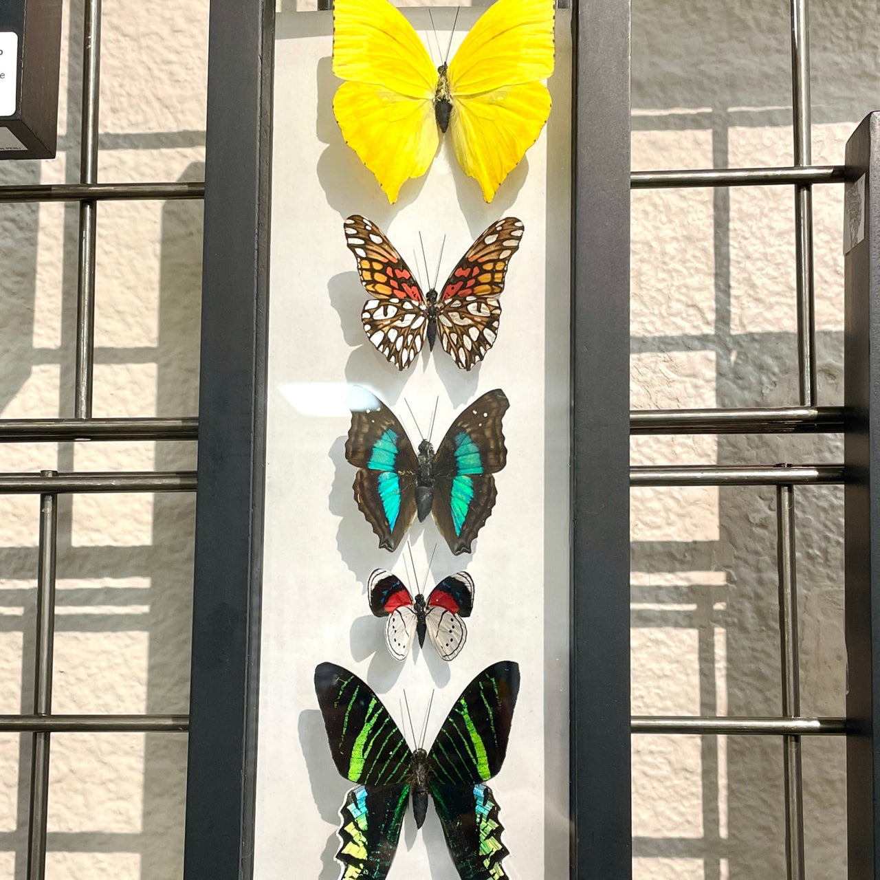 Five small butterflies in vibrant colors mounted in a vertical display frame