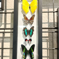 Five small butterflies in vibrant colors mounted in a vertical display frame