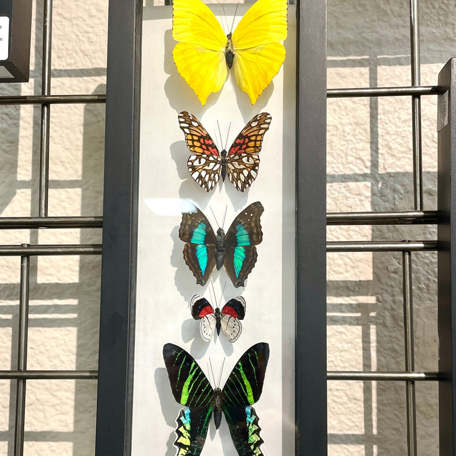Five small butterflies in vibrant colors mounted in a vertical display frame