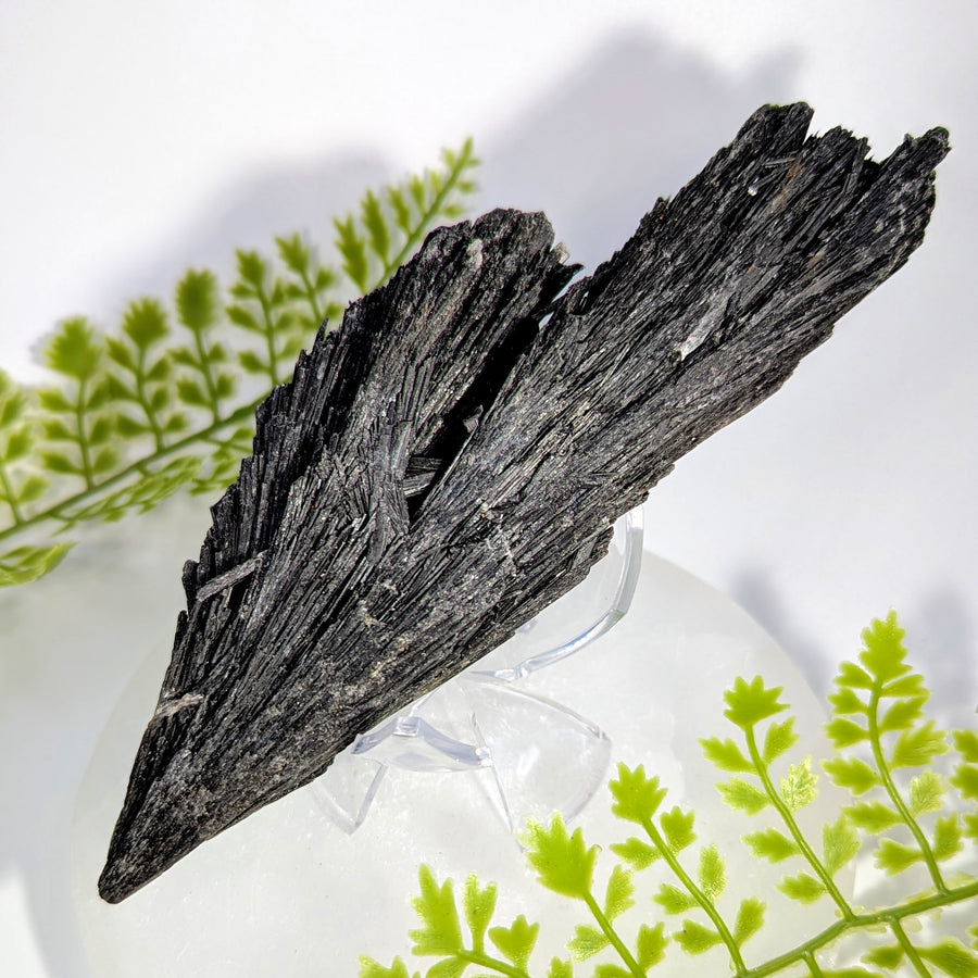 Black Kyanite 7" Rough Blade Cluster #BC1726