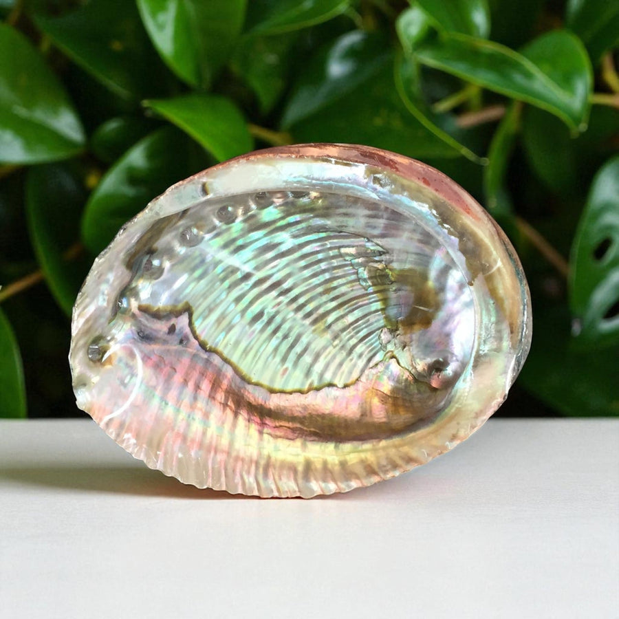 Abalone 2’’ 5’’ Natural Sea Shell for Smudging #F006
