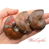 1 XL Red Fire AMMONITE Opalized Fossil Whole Shell Nautilus 