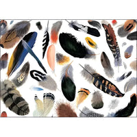 Feathers Blank Card #LV3709 with feathers scattered on a white background