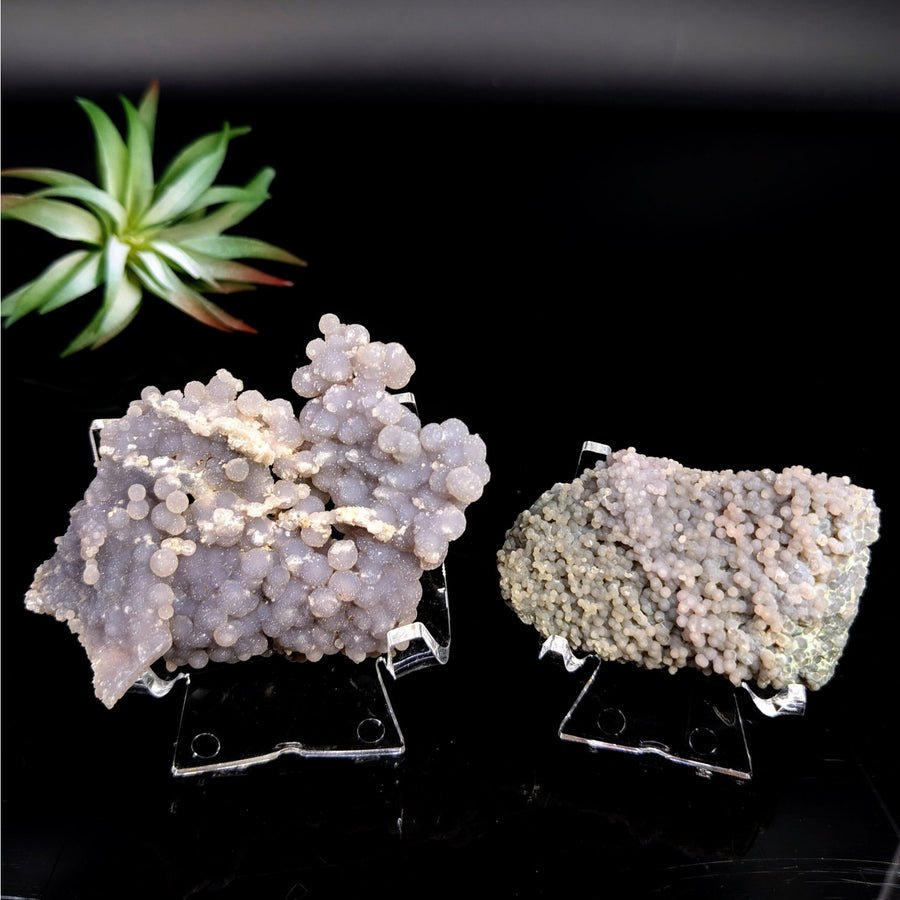Two grape agate specimens in a natural cluster display for Grape Agate 2.5 inch #LV7443