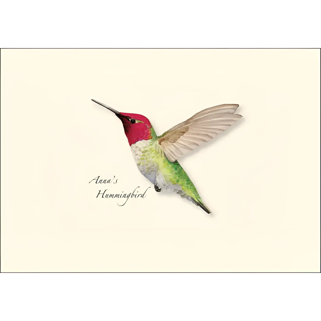 Greeting Card #K002 - Anna’s Hummingbird Notecards (8pc