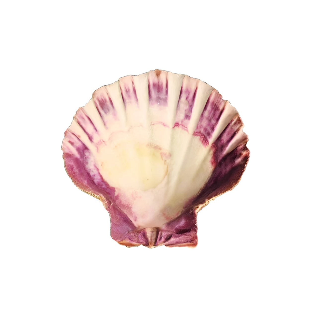 A naturally occurring lion’s paw shell 5-6 in with creamy white interior and vibrant purple streaks on ridged edge