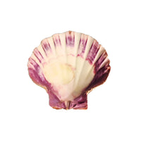 A naturally occurring lion’s paw shell 5-6 in with creamy white interior and vibrant purple streaks on ridged edge