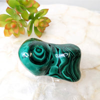 Green and black marble ring on white marble, Malachite 3.6’ Specimen #LV4864