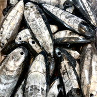 Orthoceras Pendant #F009 - $6.95
