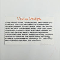 Peruvian Butterfly Information Card showcasing colorful butterfly species from Peru