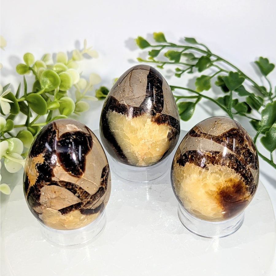 Three polished septarian eggs 1.9 to 2 inches in brown and golden-brown layered stone on clear acrylic stands