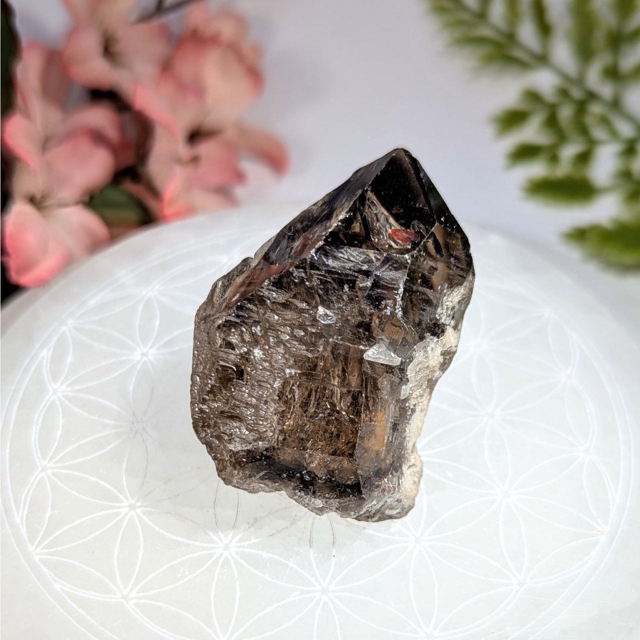 Smoky Quartz 2’’ Elestial Enhydro #BC0723 dark crystal on white surface