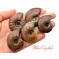 1 Red Fire AMMONITE Opalized Fossil Whole Shell Nautilus 